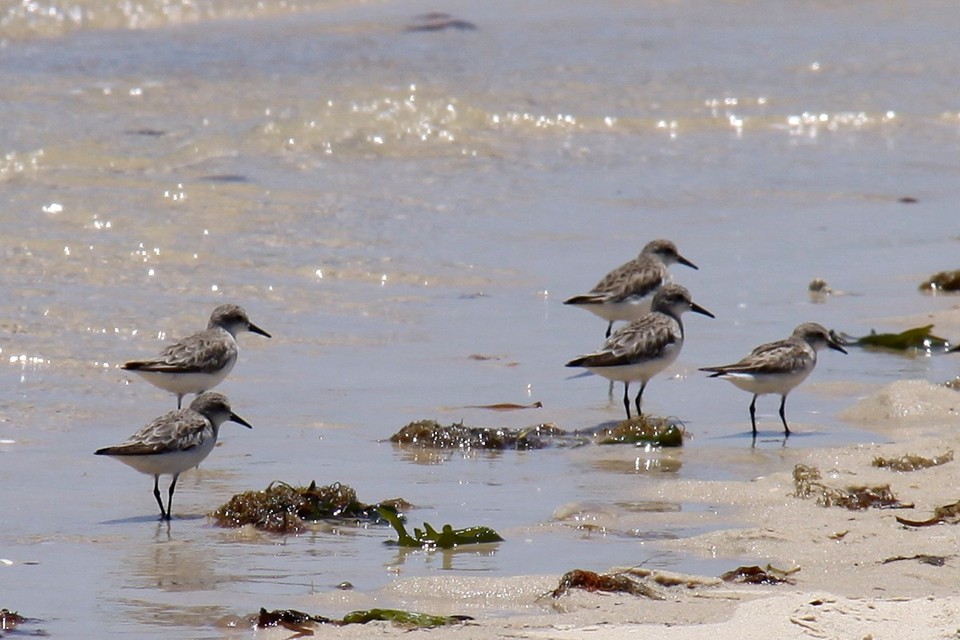 Red-necked Stint (Calidris ruficollis)